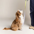 Load image into Gallery viewer, reflective heavy-duty pet leash