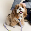 Load image into Gallery viewer, reflective heavy-duty pet leash