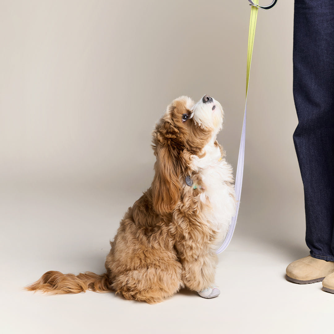 reflective heavy-duty pet leash